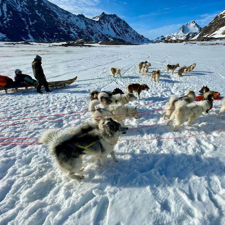 local kulusuk hunters await with their sled dogs before mushing across sea ice back to the lodge