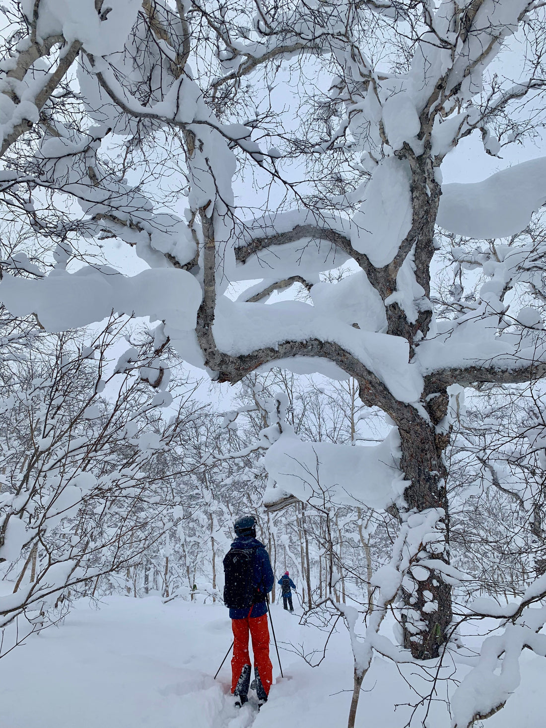 Skier walking through a snowy birch forest in Japan