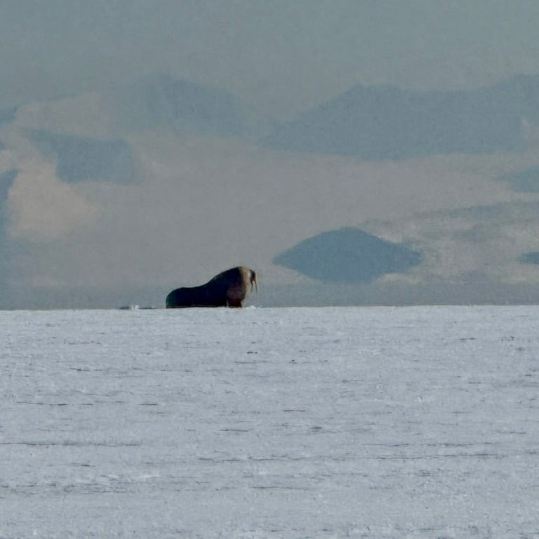Svalbard Norway Ski Expedition 2027